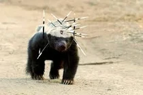 Lửng mật- Trùm “cà khịa” trái ngược quy tắc tự nhiên