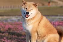 Quán cà phê chó Shiba đầu tiên ở Bắc Kinh