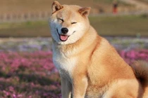 Quán cà phê chó Shiba đầu tiên ở Bắc Kinh