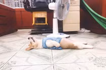 Ngủ bất chấp, chú chó Corgi bỗng nổi như cồn trên MXH