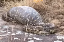 Mổ xác trăn khổng lồ phát hiện sự thật chấn động