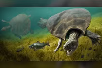 Tìm thấy con rùa khổng lồ nặng tới hơn 1 tấn