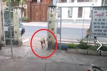 Chú chó đi kiểu... “lăng ba vi bộ“