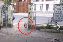 Chú chó đi kiểu... “lăng ba vi bộ“