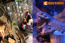 Vừa uống cafe vừa bế thằn lằn ở Hà Nội