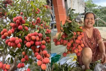 Sửng sốt trước cây vải độc nhất vô nhị ở xóm núi D’ran 