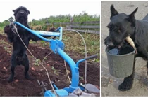 Phát sốt với chú chó biết giúp chủ việc đồng áng