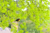 Sinh vào ngày Âm lịch này, sau 40 tuổi tiền tài dư dả 