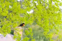 Sinh vào ngày Âm lịch này, sau 40 tuổi tiền tài dư dả 