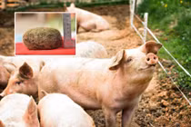 Tưởng vớ được “kho báu” trong bụng lợn đáng giá cả trăm triệu, ai ngờ