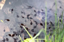 Nhai sống nòng nọc chữa đau răng...ký sinh trùng nhung nhúc khắp người