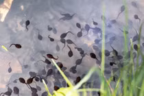 Nhai sống nòng nọc chữa đau răng...ký sinh trùng nhung nhúc khắp người