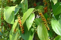 Giá tiêu hôm nay 11/8: Tiếp tục đi ngang 