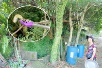 Đang giặt quần áo bên sông, sốc nặng khi đụng độ quái vật 