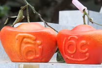 Loài quả đỏ như gấc, hình chữ tài lộc hút hàng trước Tết