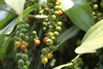 Giá tiêu hôm nay 29/7: Biến động, cao nhất 70.500 đồng/kg