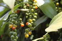 Giá tiêu hôm nay 29/7: Biến động, cao nhất 70.500 đồng/kg