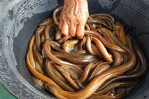 Người đàn ông suýt mất mạng vì cho lươn chui hậu môn chữa táo bón