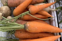 Ăn cà rốt thường xuyên, chuyện gì xảy ra với sức khỏe? 