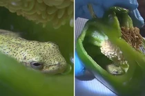 Đang cắt ớt xanh để xào, người phụ nữ chết khiếp phát hiện điều cực dị