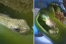 Đang cắt ớt xanh để xào, người phụ nữ chết khiếp phát hiện điều cực dị