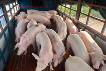 Giá heo hơi hôm nay 12/7: Đứng giá, khoảng 58.000 - 67.000 đồng/kg