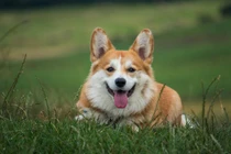 Vợ ly hôn, kiện chồng vũ phu vì giết chó cưng