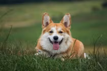 Vợ ly hôn, kiện chồng vũ phu vì giết chó cưng