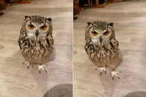 Cú mèo nổi tiếng bất ngờ nhờ khả năng chạy nước kiệu