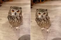 Cú mèo nổi tiếng bất ngờ nhờ khả năng chạy nước kiệu