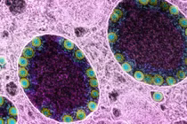 Phát hiện hàng loạt biến chủng nCoV mới