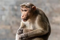 Đi vệ sinh gặp ngay “quái thú”, người đàn ông mất mạng 