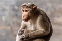 Đi vệ sinh gặp ngay “quái thú”, người đàn ông mất mạng 