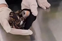 Túi quần phồng bất thường, tá hỏa thấy 6 con rắn sống