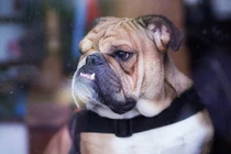 Đến giúp con gái chăm cháu, mẹ bị chó cưng cắn chết thương tâm