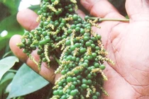 Giá tiêu hôm nay 4/8: Vẫn tăng mạnh, cao nhất 73.000 đồng/kg