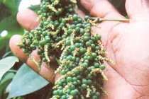 Giá tiêu hôm nay 4/8: Vẫn tăng mạnh, cao nhất 73.000 đồng/kg