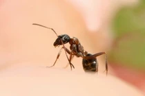 Chất độc chết người trong kiến khiến bé trai sốc phản vệ nguy kịch