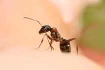 Chất độc chết người trong kiến khiến bé trai sốc phản vệ nguy kịch