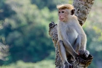 Ra ban công, bé gái bị bầy khỉ tấn công chết tức tưởi vì...