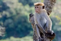 Ra ban công, bé gái bị bầy khỉ tấn công chết tức tưởi vì...