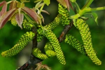 Loại hoa thơm ngon, được ví như vàng, ngăn ngừa ung thư cực tốt 