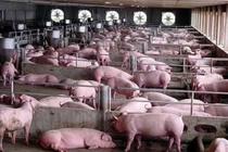 Giá heo hơi hôm nay 10/7: Đi ngang, khoảng 59.000 - 67.000 đồng/kg