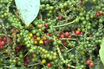 Giá tiêu hôm nay 31/7: Ổn định, cao nhất 70.500 đồng/kg