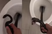 Vội đi vệ sinh, người phụ nữ kinh hoàng khi đụng độ “quái thú“