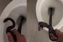 Vội đi vệ sinh, người phụ nữ kinh hoàng khi đụng độ “quái thú“