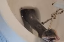 Ngồi bồn cầu, người đàn ông "chết lặng" thấy rắn hổ mang tấn công