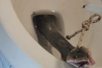 Ngồi bồn cầu, người đàn ông "chết lặng" thấy rắn hổ mang tấn công