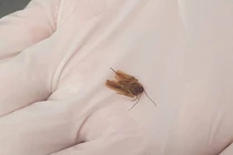 Ngủ quên trên ghế sô pha, người đàn ông gặp chuyện kinh dị 