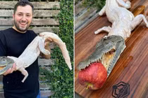 Rợn tóc gáy trước món cá sấu nướng nguyên con ngậm táo đỏ